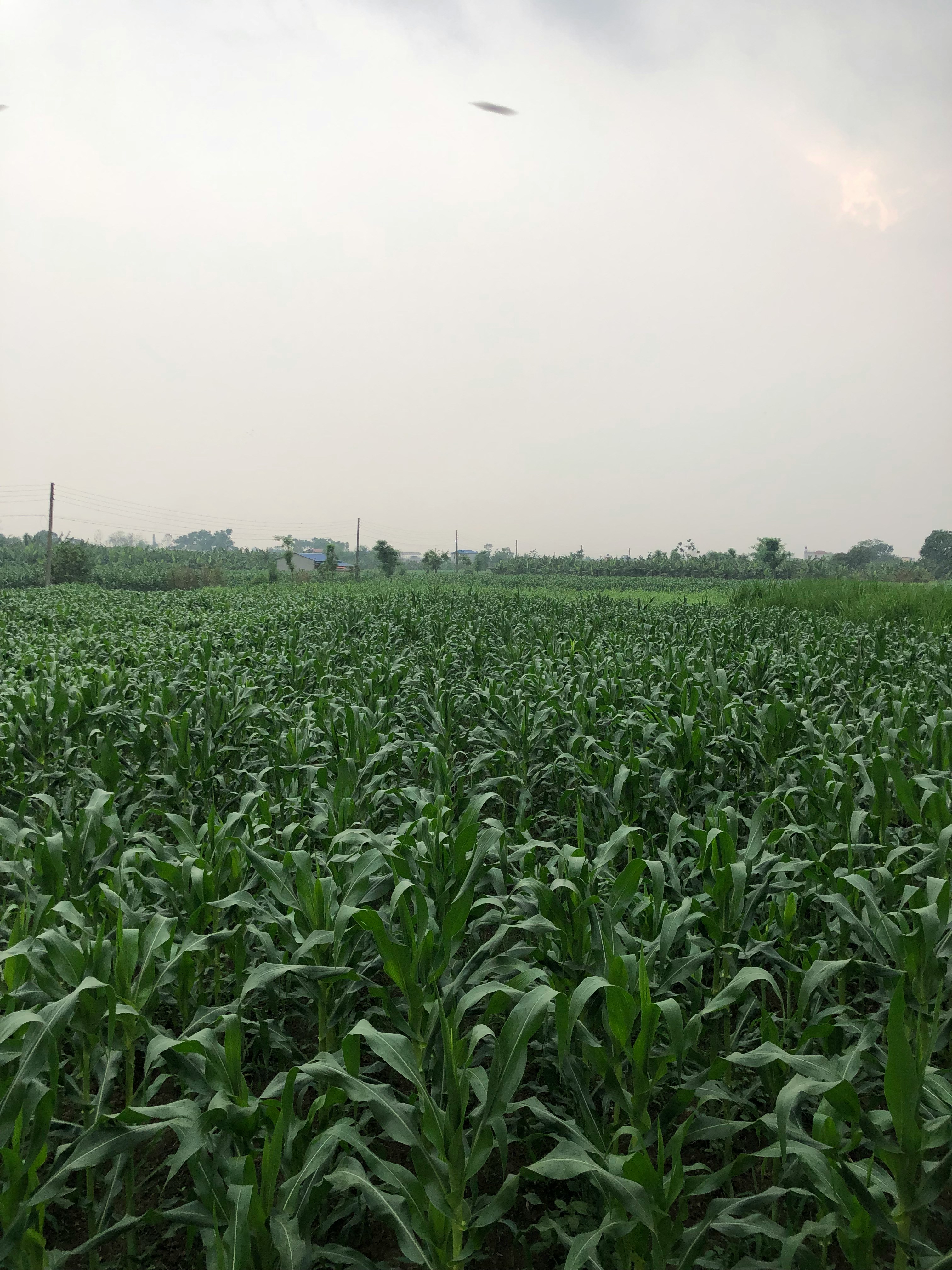 Maize